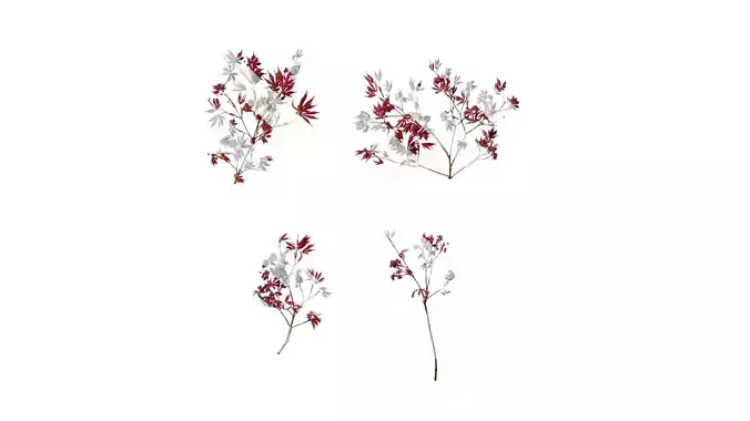 Anydrafts Acer palmatum Atlas 17