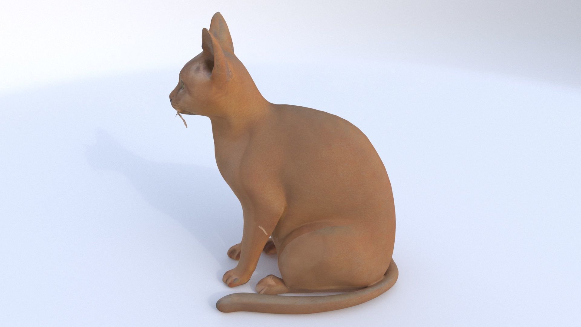 Abyssinian seated 3D model_2
