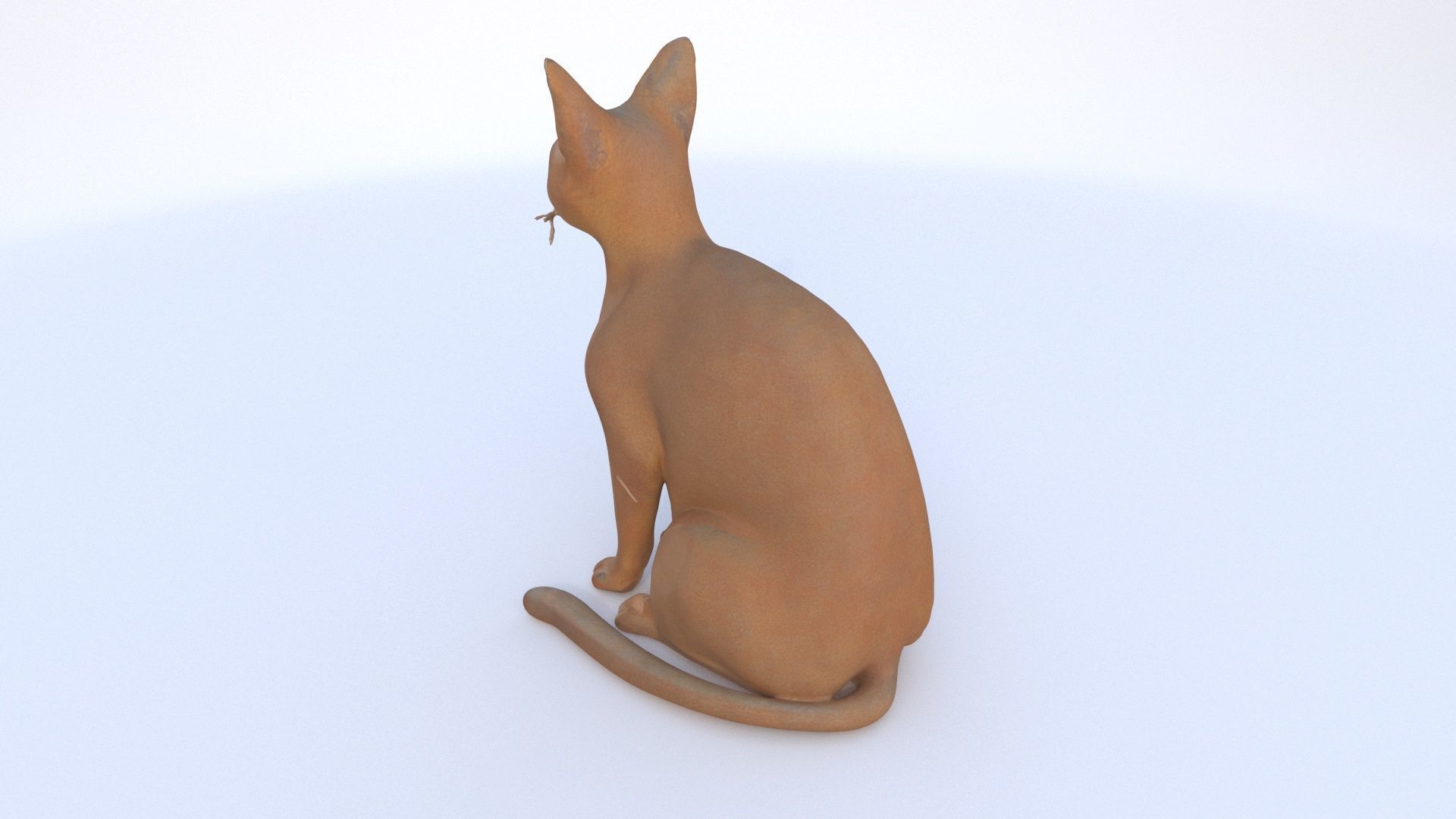 Abyssinian seated 3D model_3