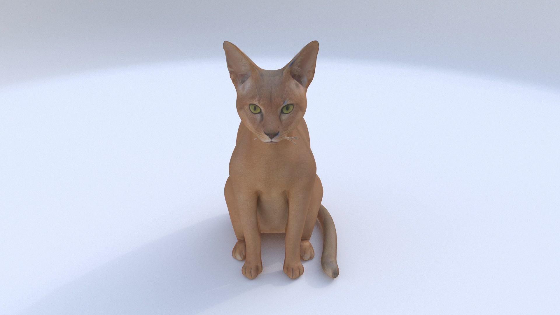 Abyssinian seated 3D model_1