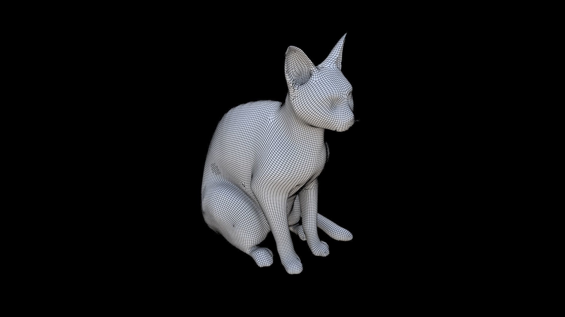 Abyssinian seated 3D model_5