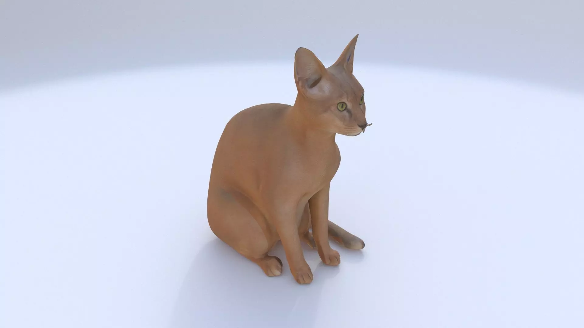 Abyssinian seated 3D model_0