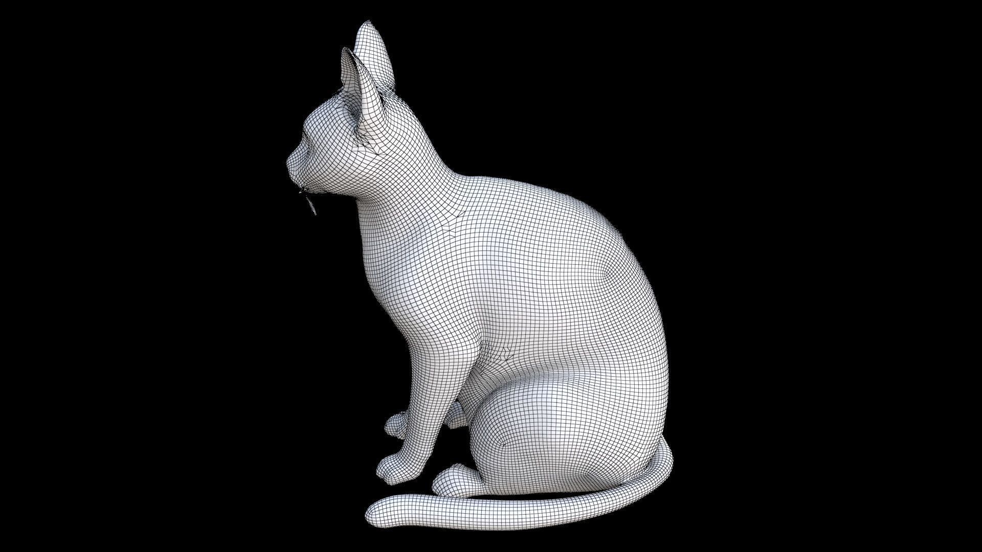 Abyssinian seated 3D model_7