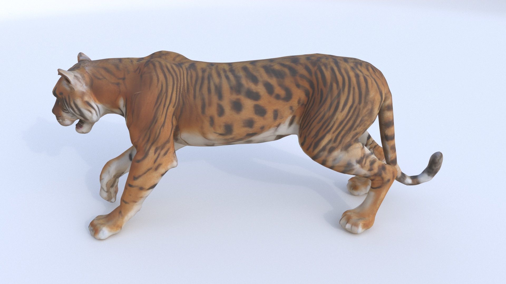 Bengal 3D model_2