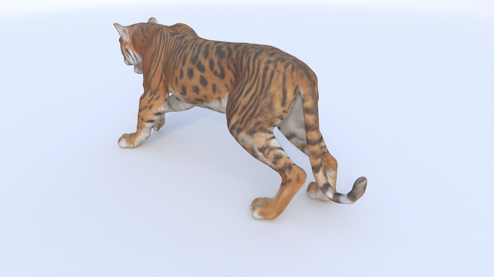 Bengal 3D model_3