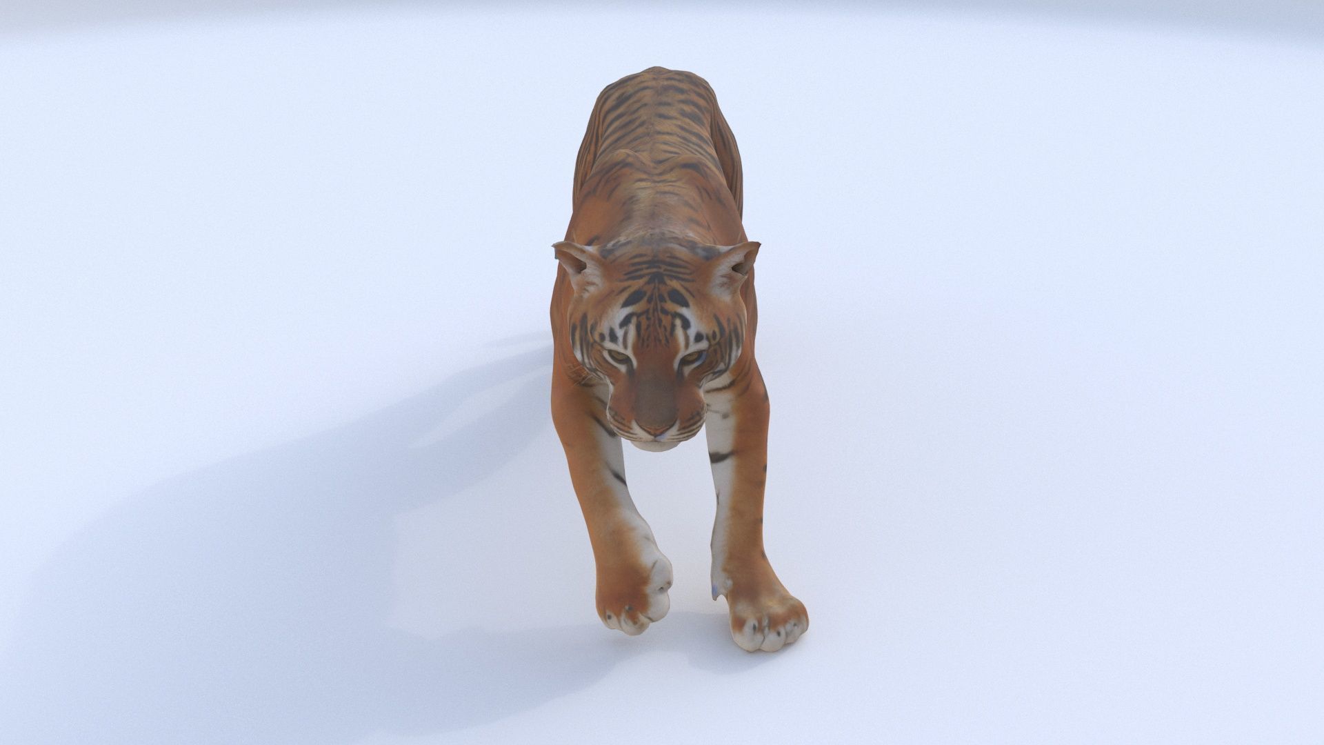 Bengal 3D model_1