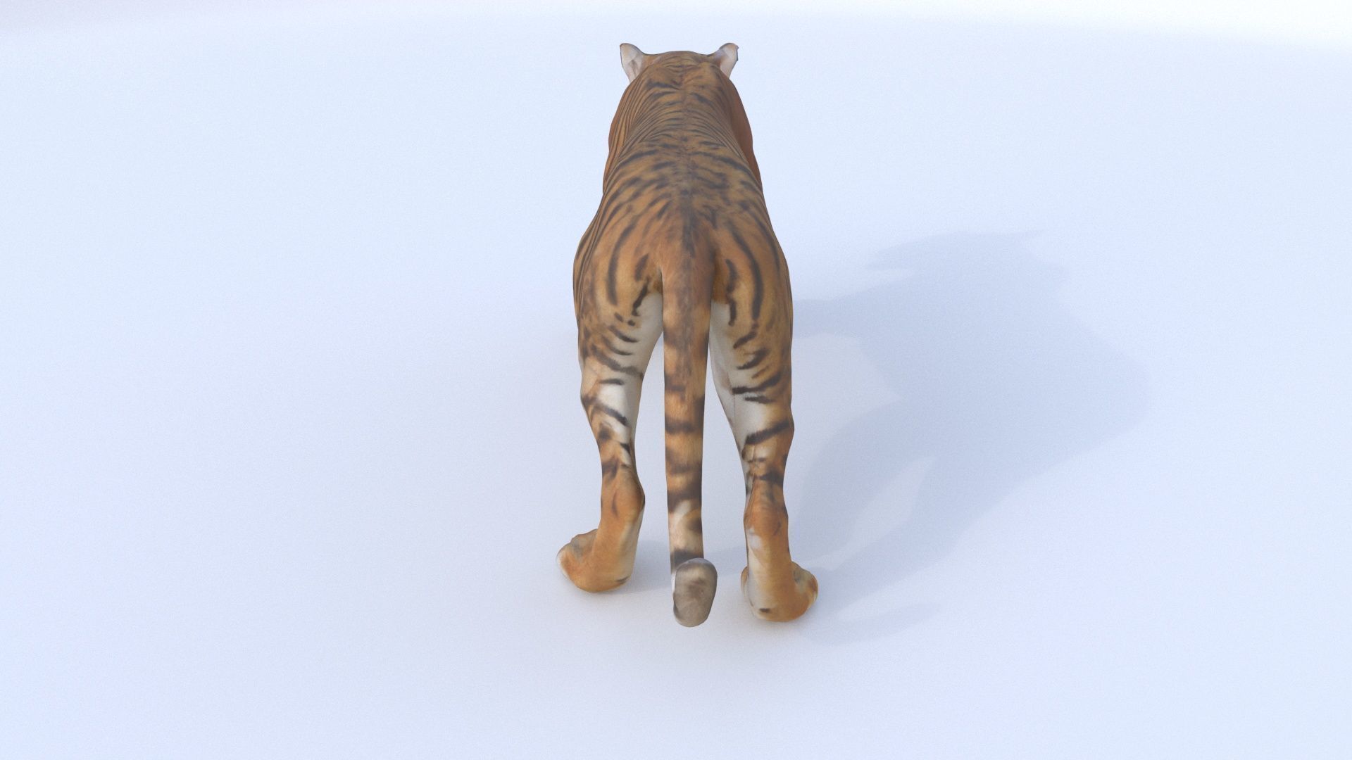 Bengal 3D model_4