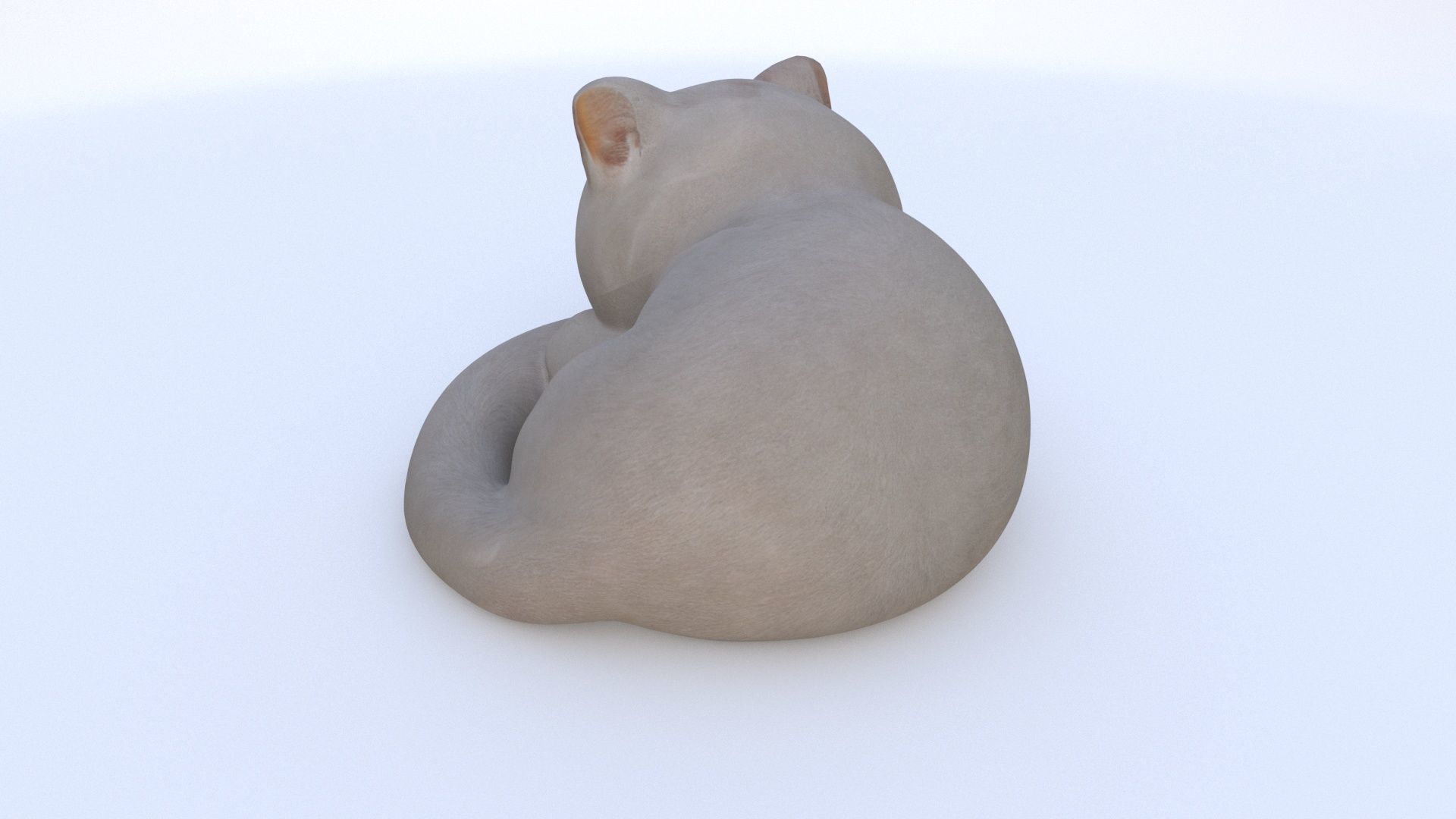 British Shorthair sleeping 3D model_3