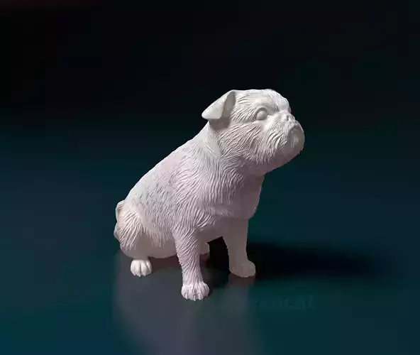 American Lo-Sze pugg