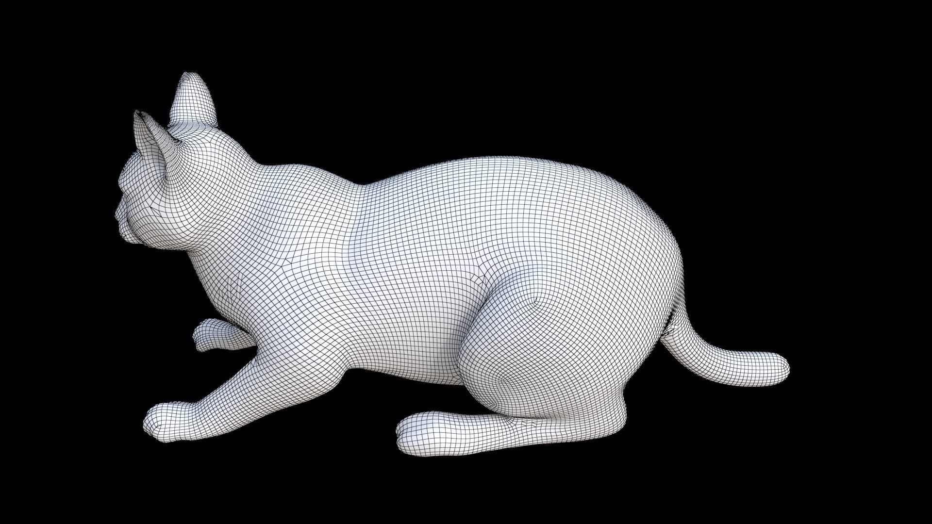 Chartreux 3D model_7