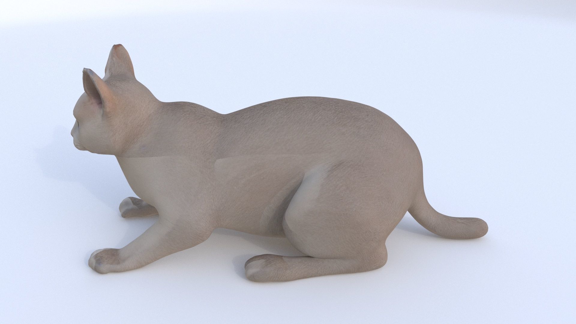 Chartreux 3D model_2