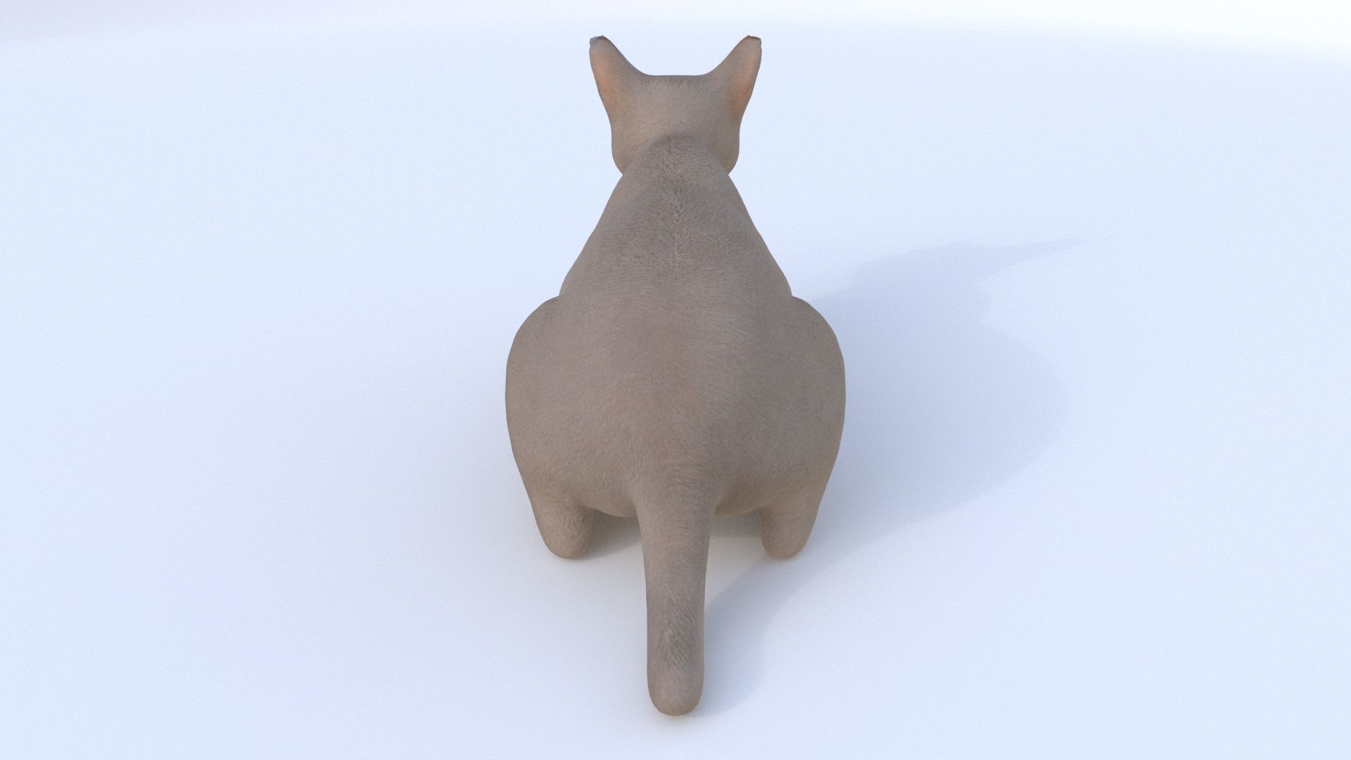 Chartreux 3D model_4