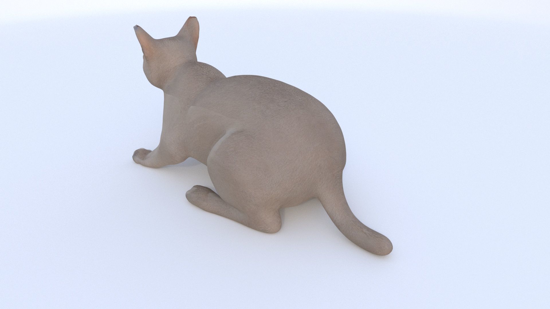 Chartreux 3D model_3