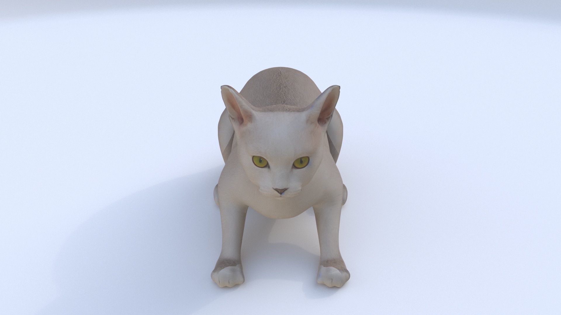 Chartreux 3D model_1