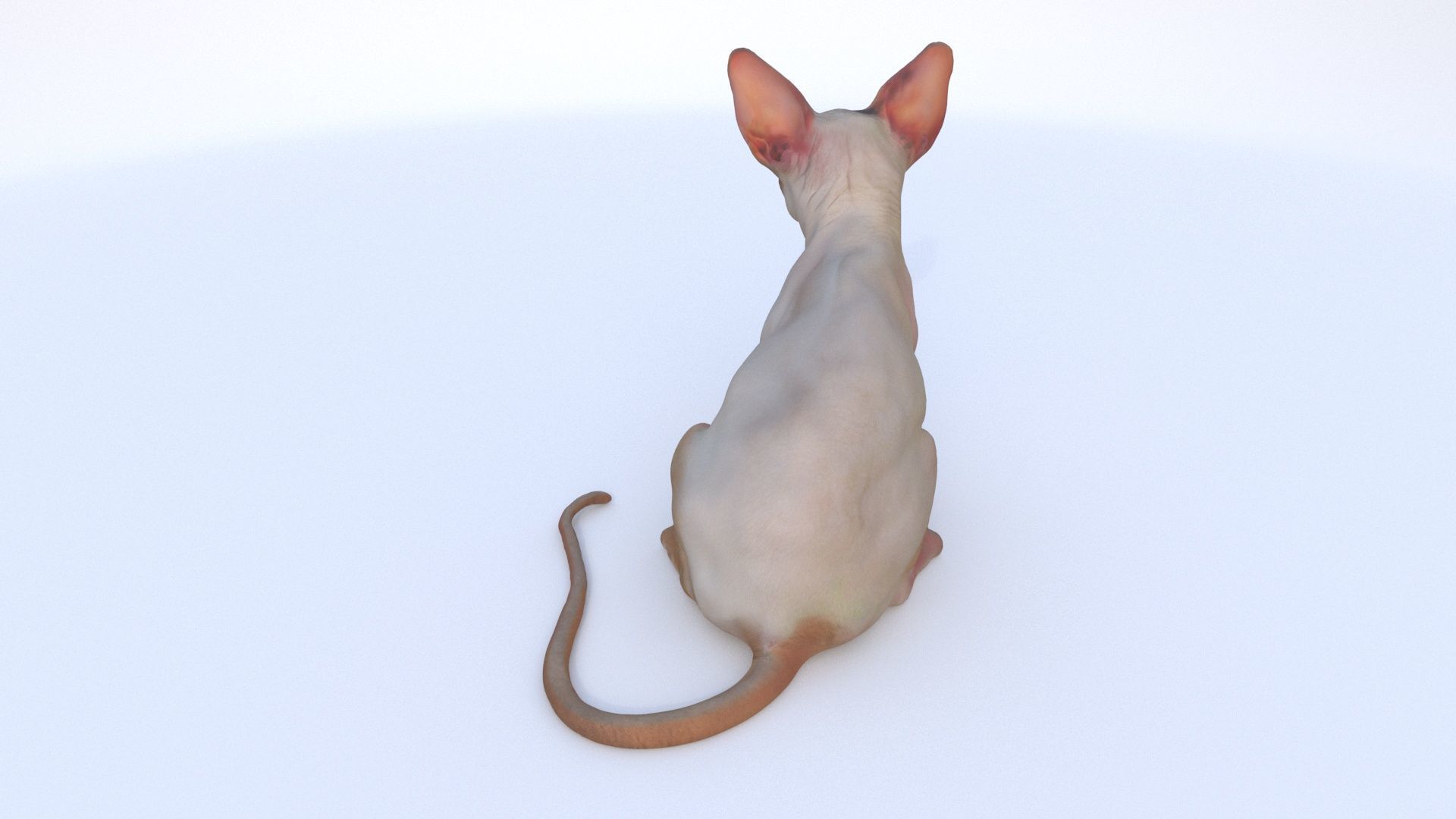 Cornish Rex seated 3D model_3