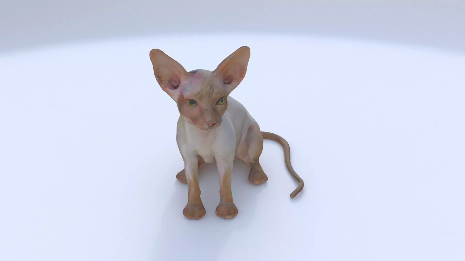 Cornish Rex seated 3D model_0