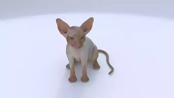 Cornish Rex seated