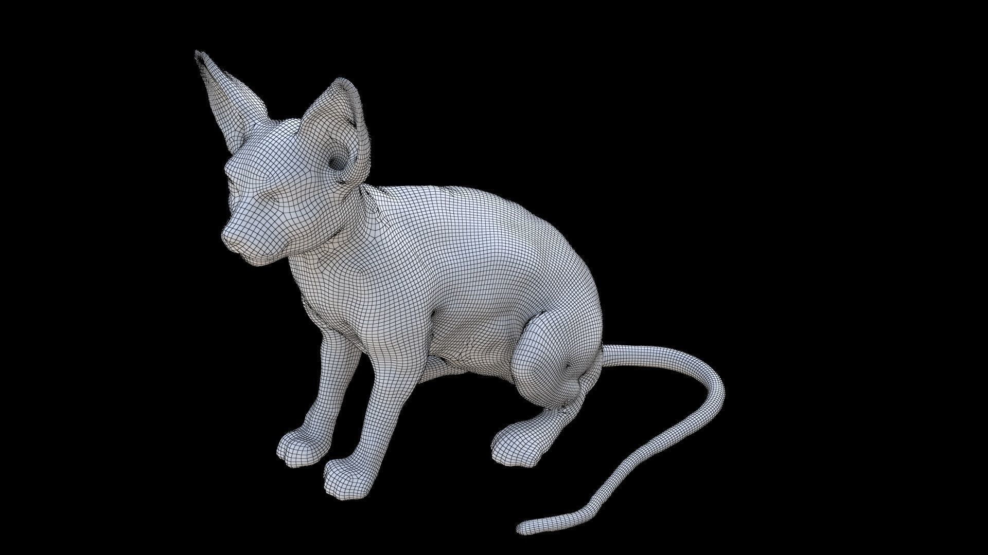 Cornish Rex seated 3D model_6