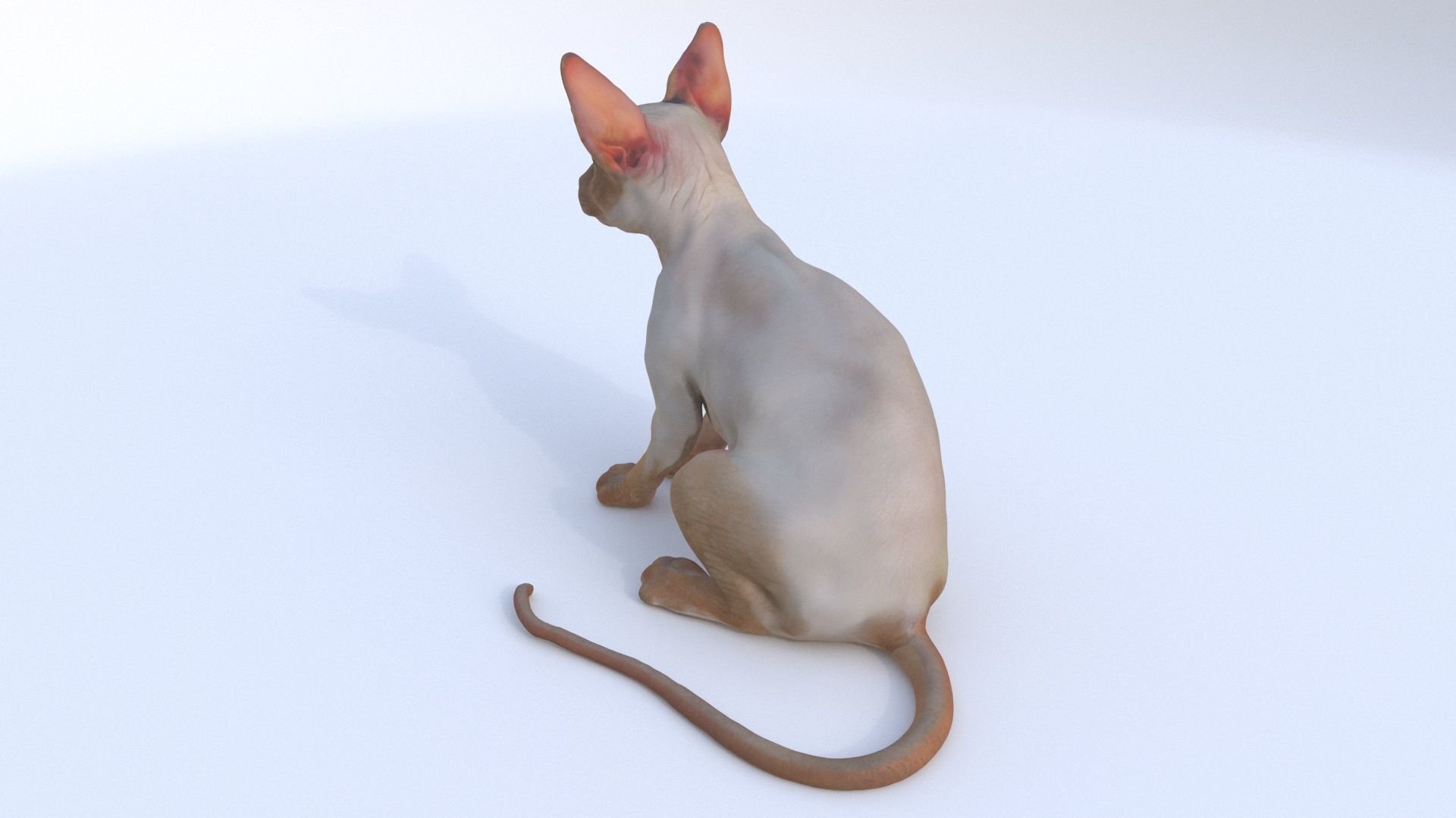 Cornish Rex seated 3D model_2