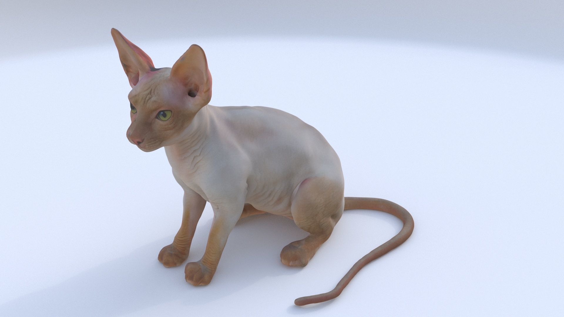 Cornish Rex seated 3D model_1