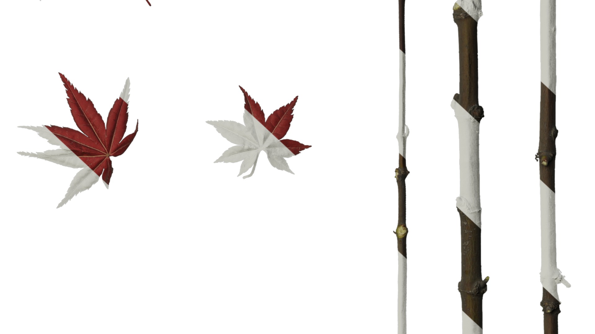 Anydrafts Acer palmatum Leaf 02 Texture_6