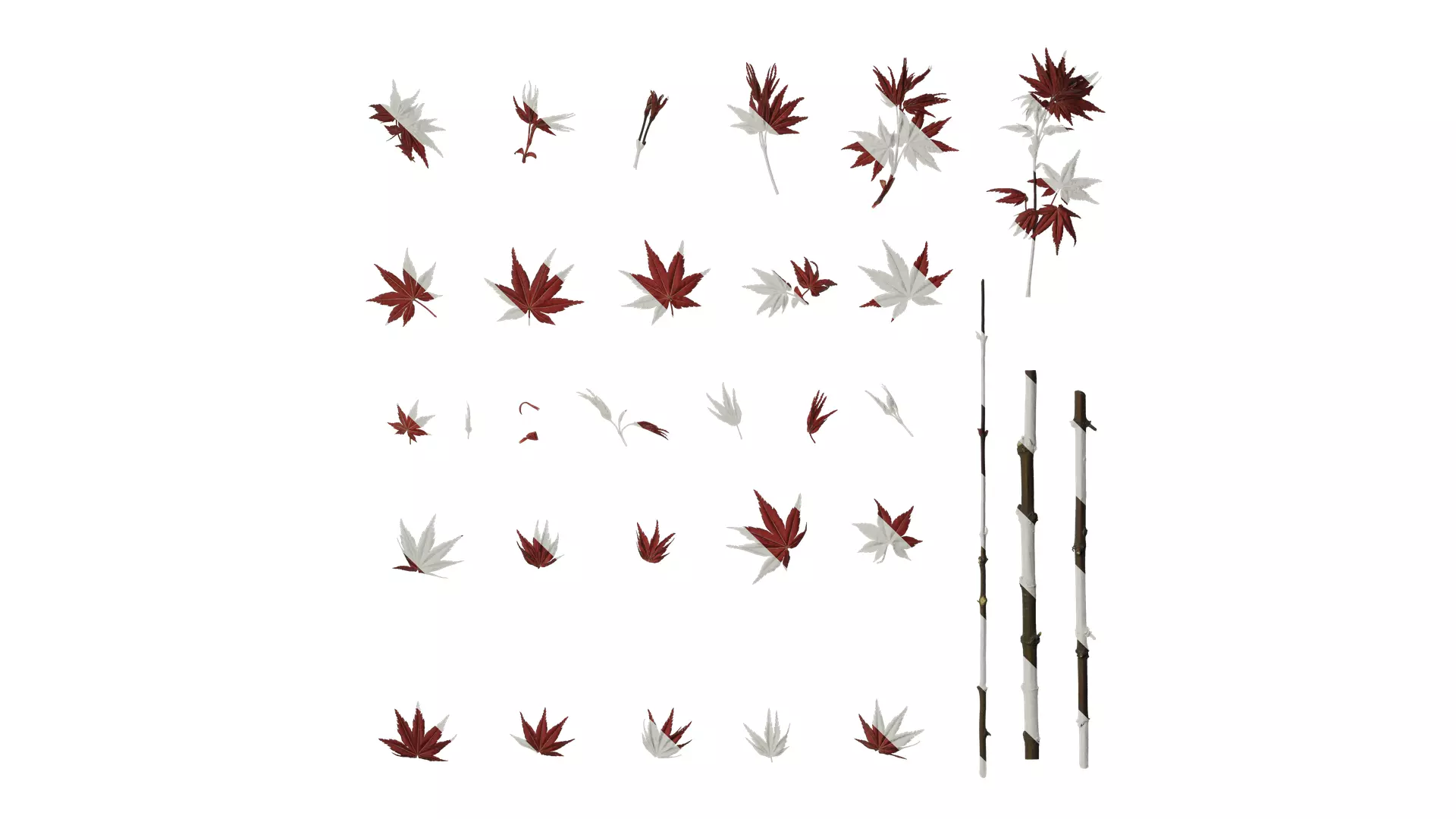 Anydrafts Acer palmatum Leaf 02 Texture_0