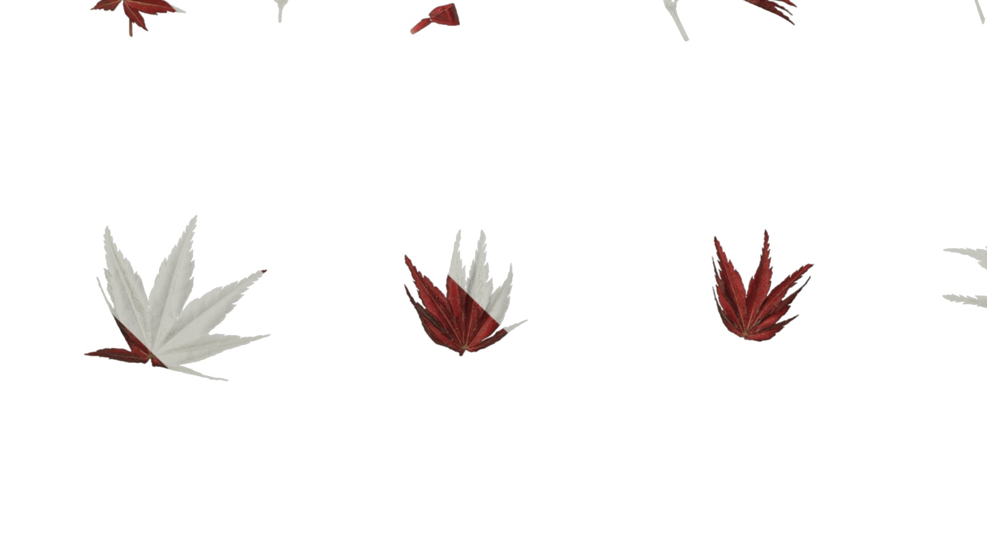 Anydrafts Acer palmatum Leaf 02 Texture_5