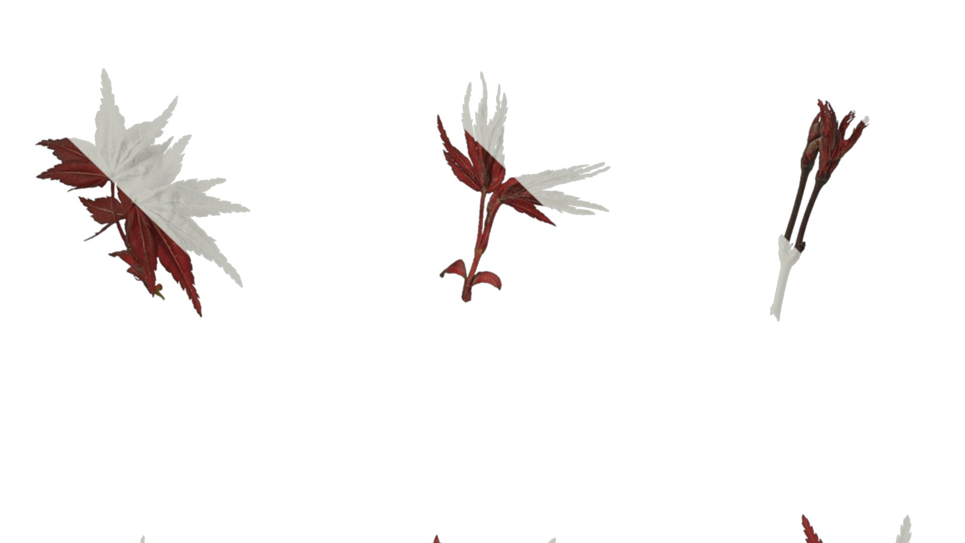 Anydrafts Acer palmatum Leaf 02 Texture_1