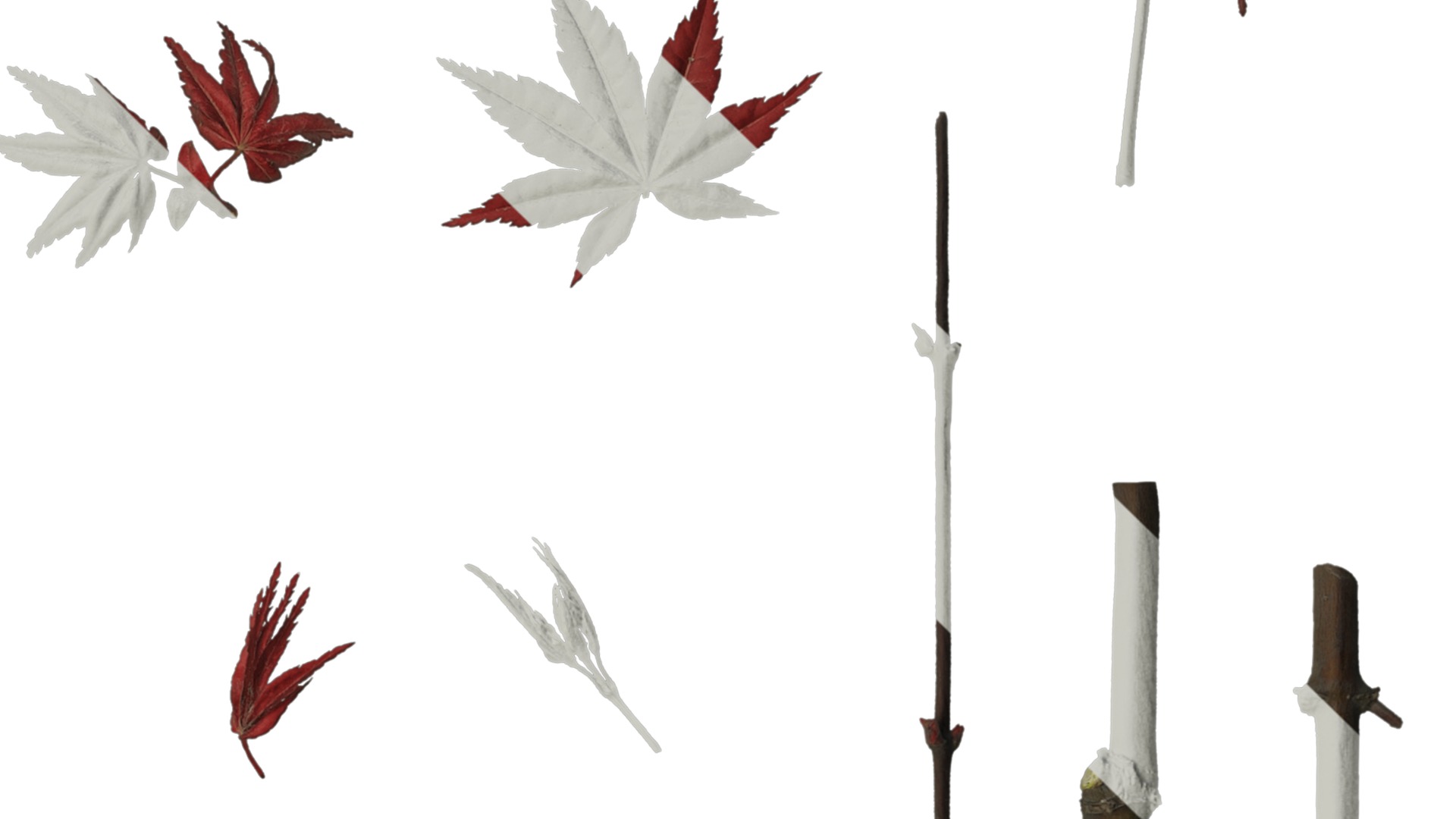 Anydrafts Acer palmatum Leaf 02 Texture_4