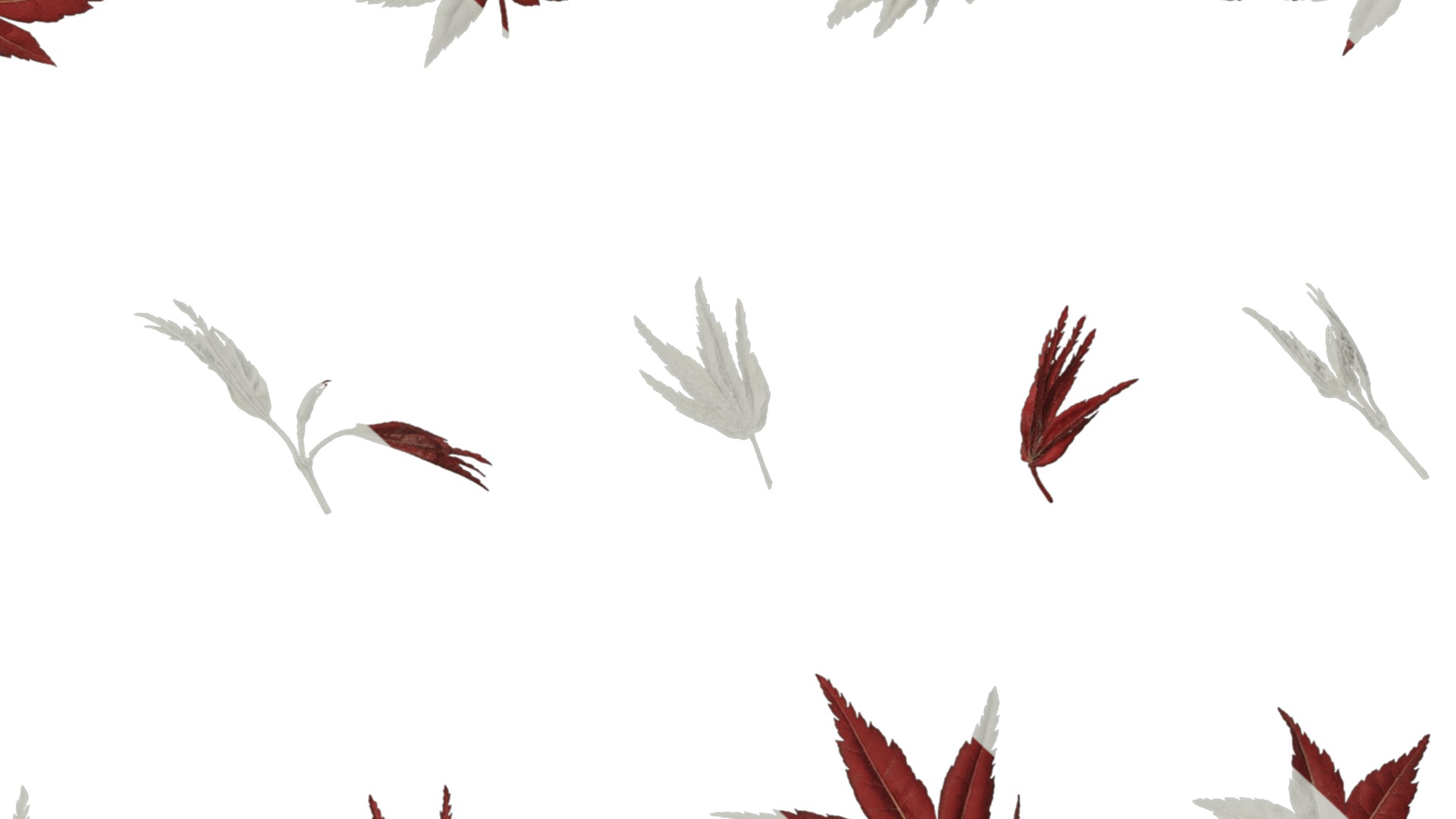 Anydrafts Acer palmatum Leaf 02 Texture_7