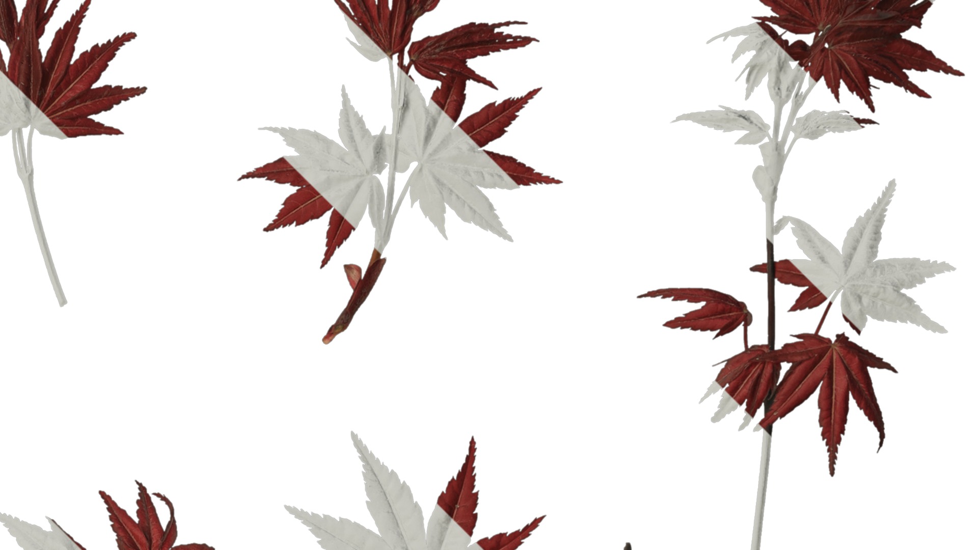 Anydrafts Acer palmatum Leaf 02 Texture_2