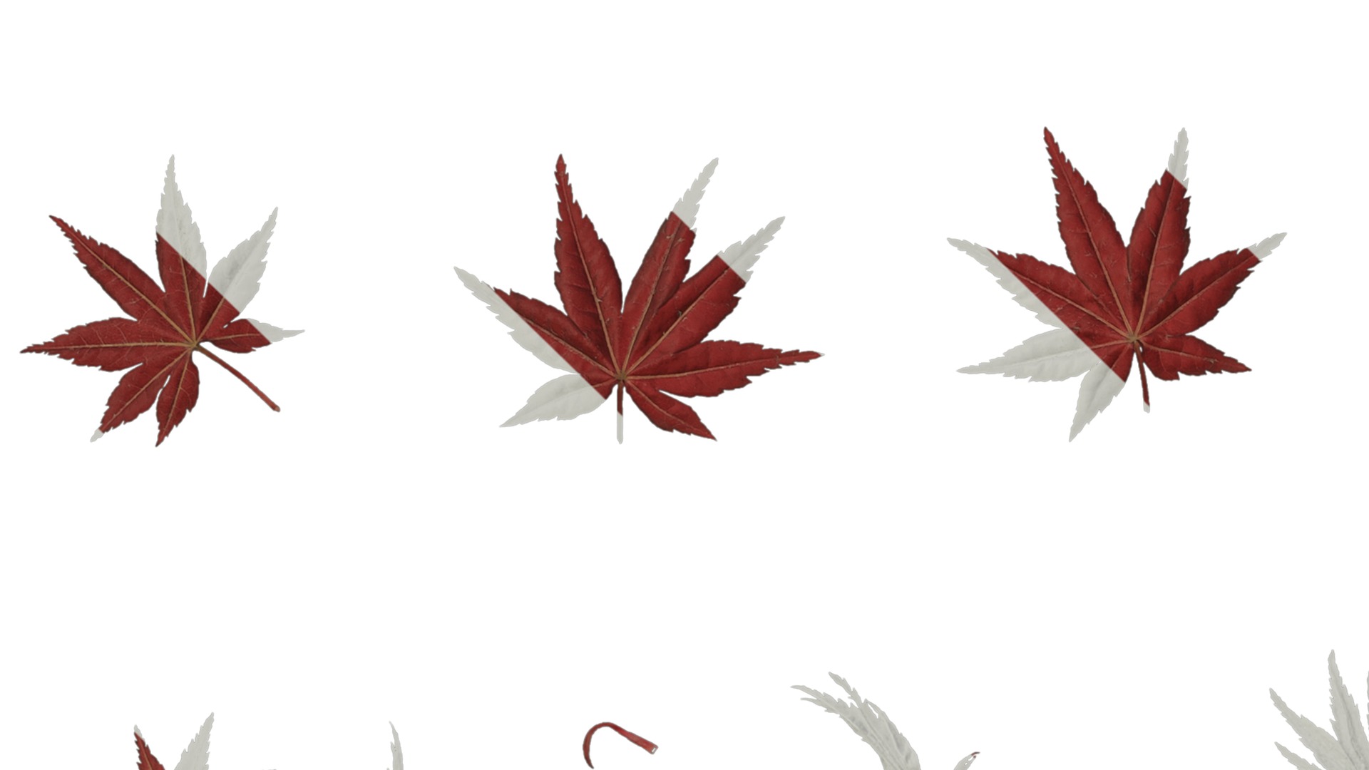 Anydrafts Acer palmatum Leaf 02 Texture_3