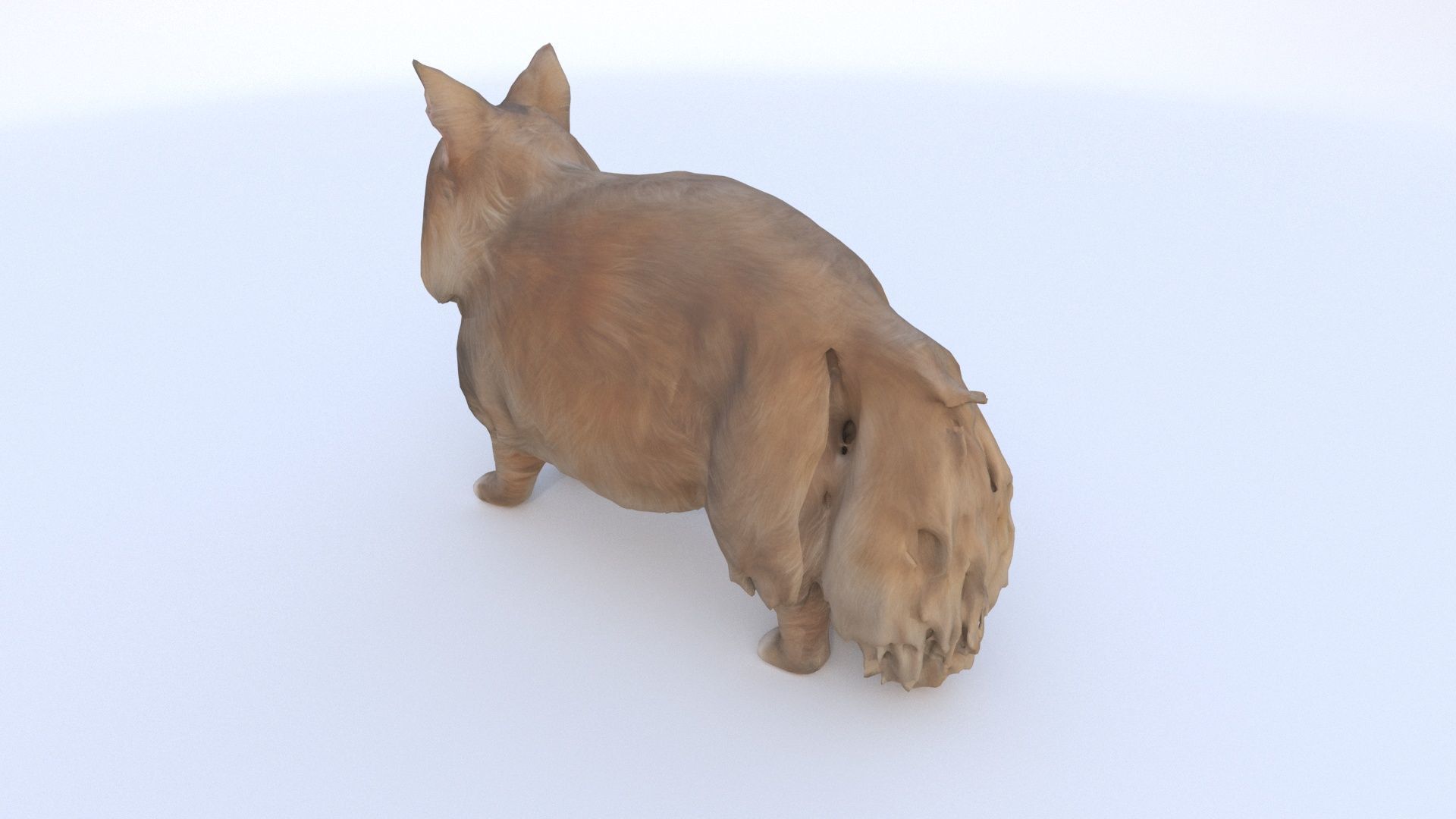 Maine Coon 3D model_3