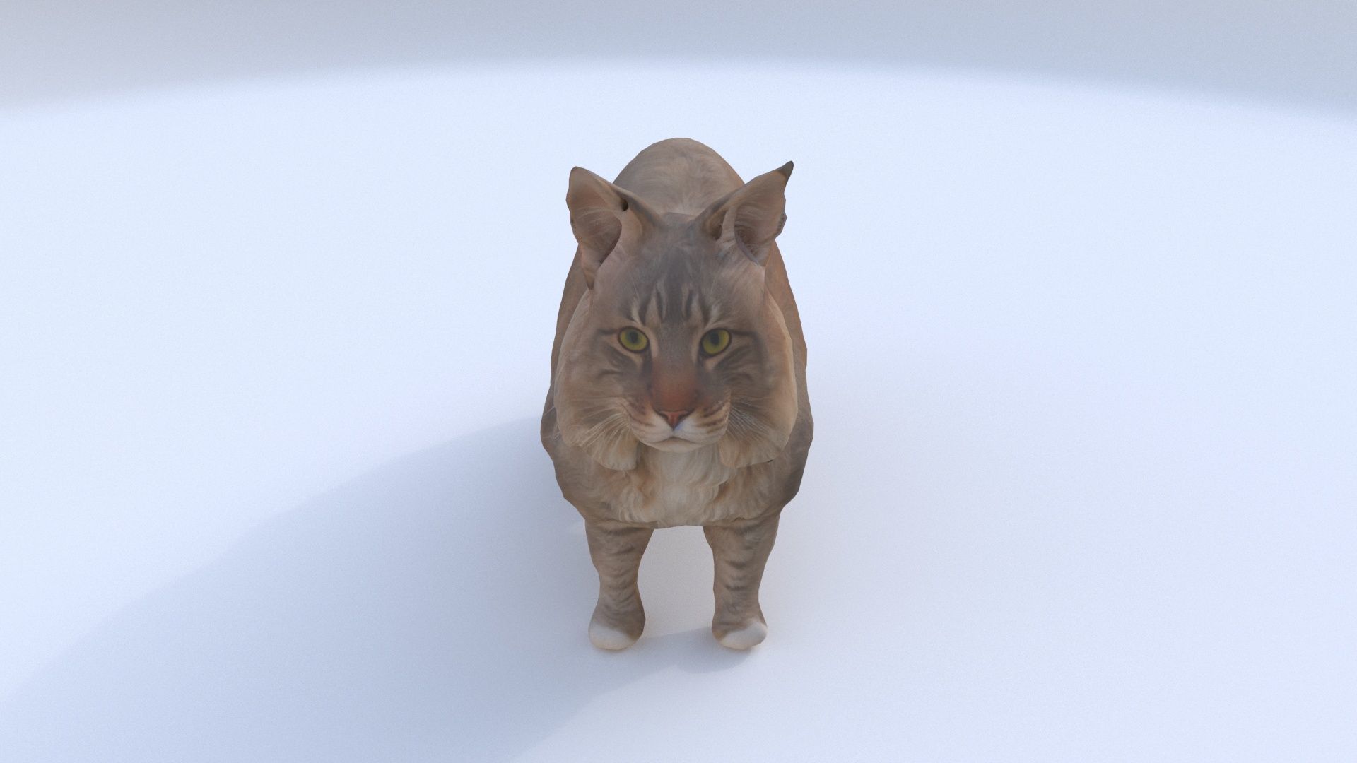 Maine Coon 3D model_1
