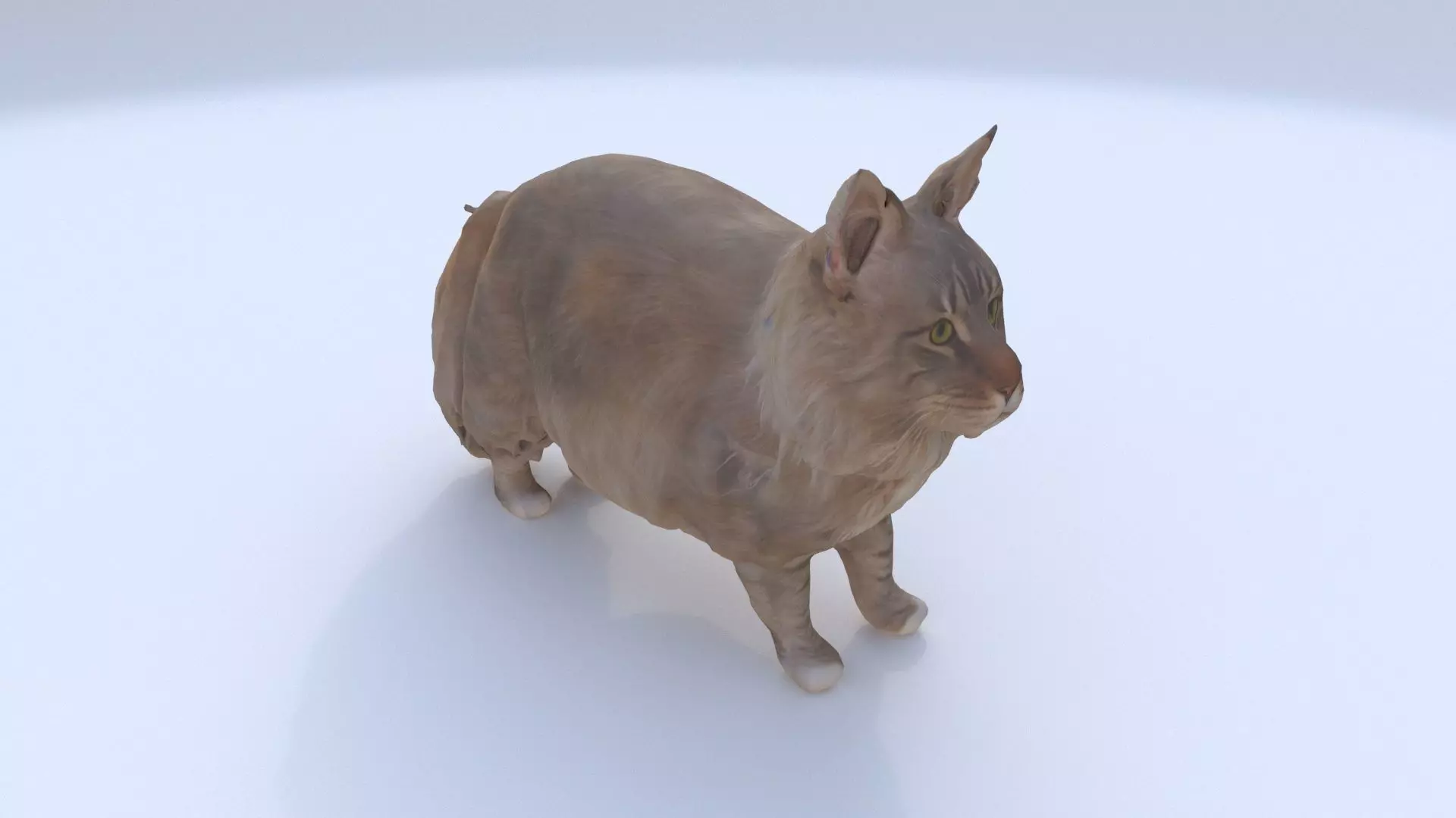 Maine Coon 3D model_0