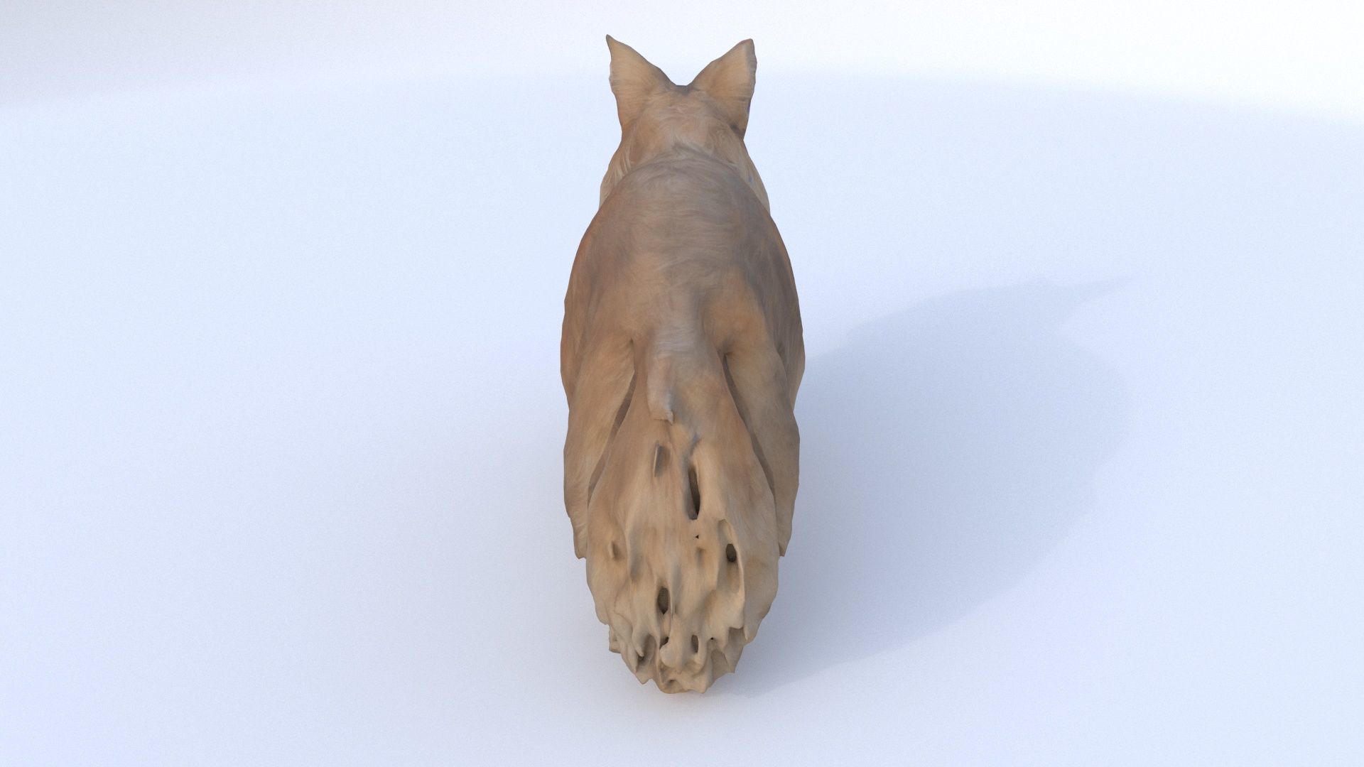Maine Coon 3D model_4