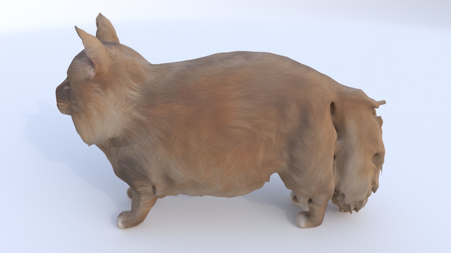 Maine Coon 3D model_2