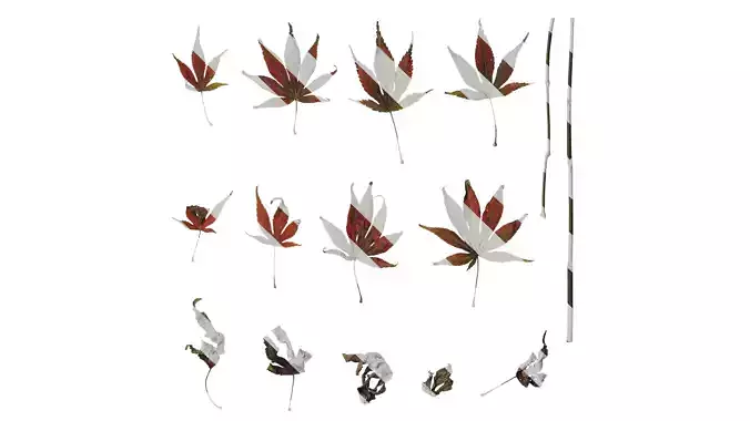 Anydrafts Acer palmatum Leaf 10