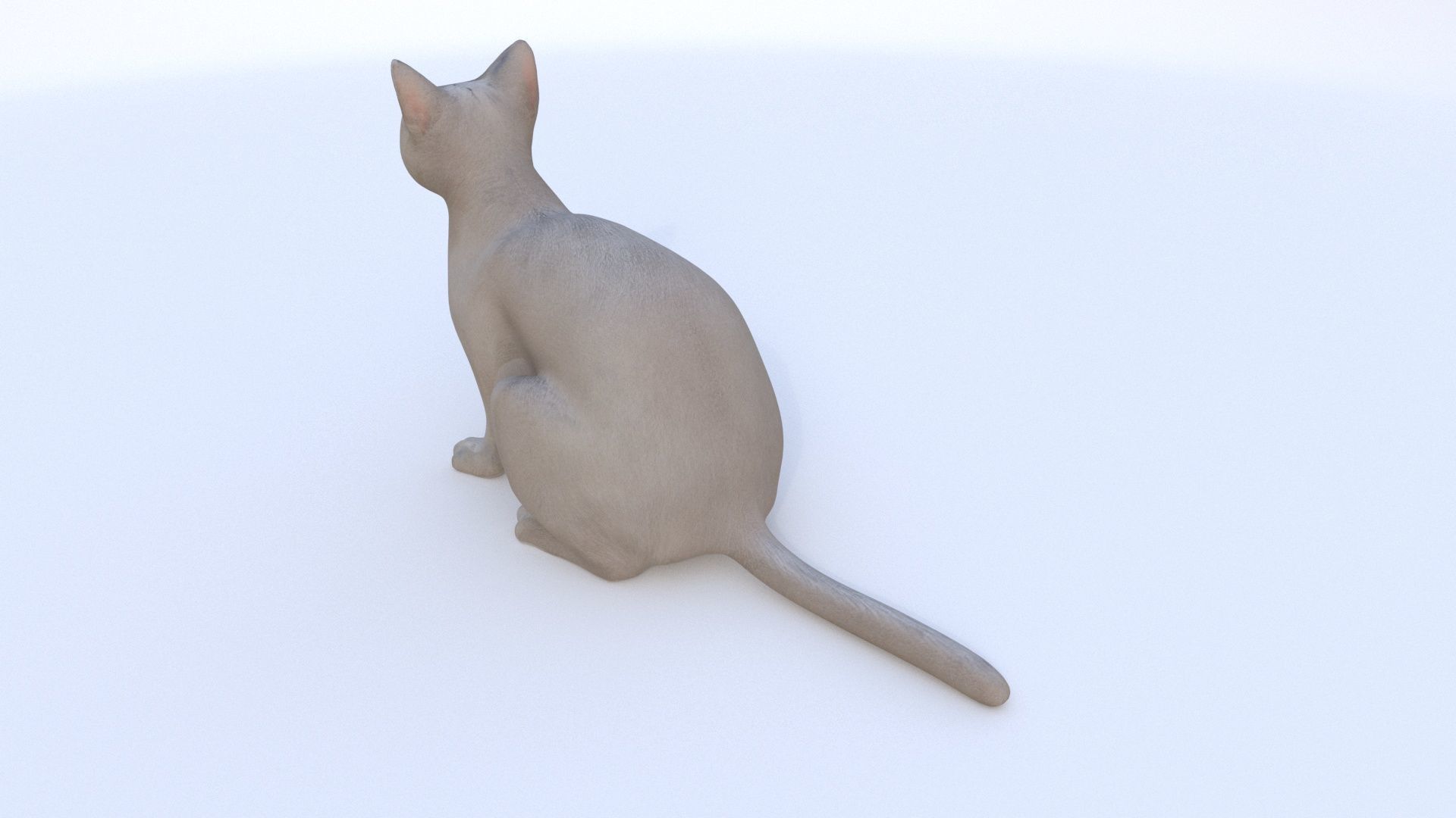 Russian Blue seated 3D model_3