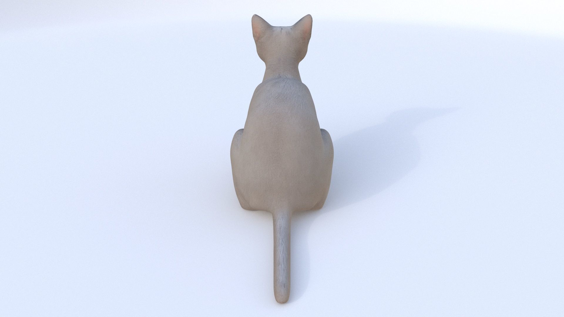 Russian Blue seated 3D model_4