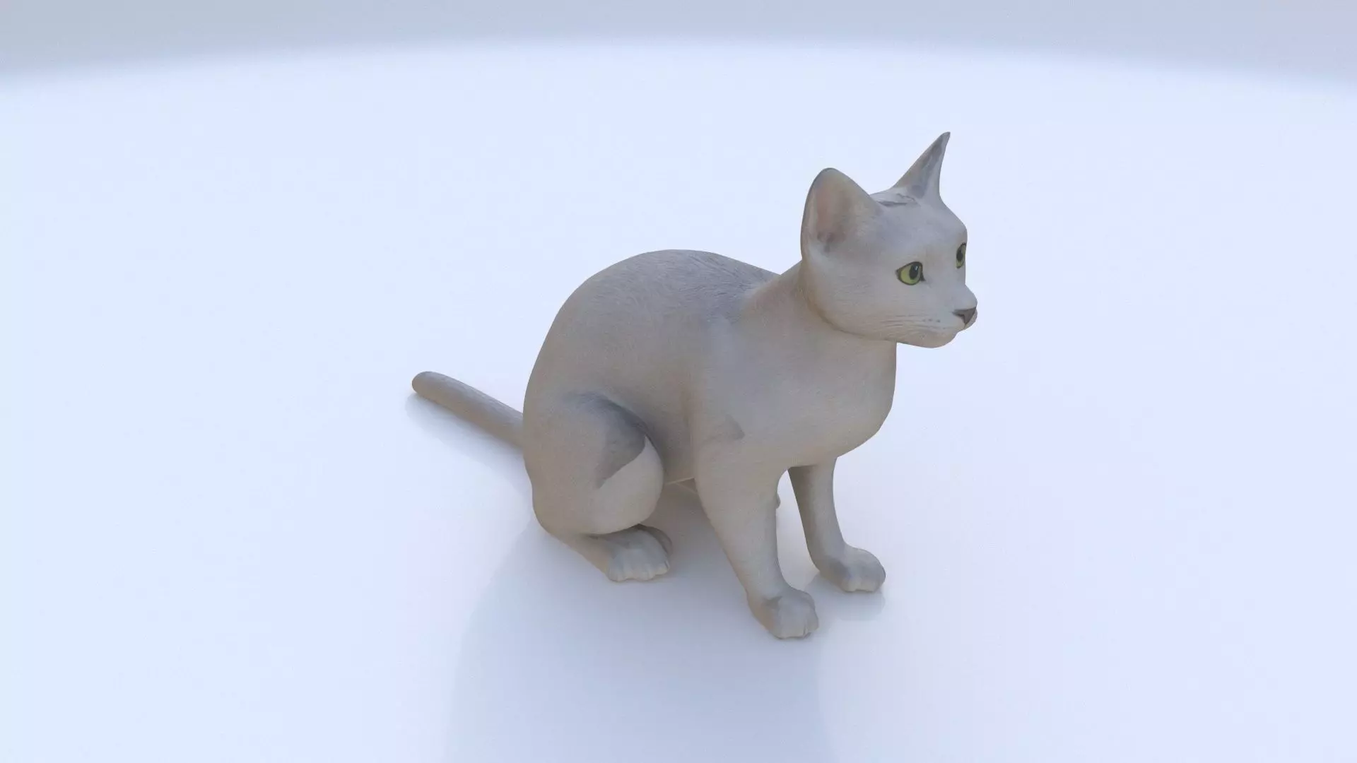 Russian Blue seated 3D model_0