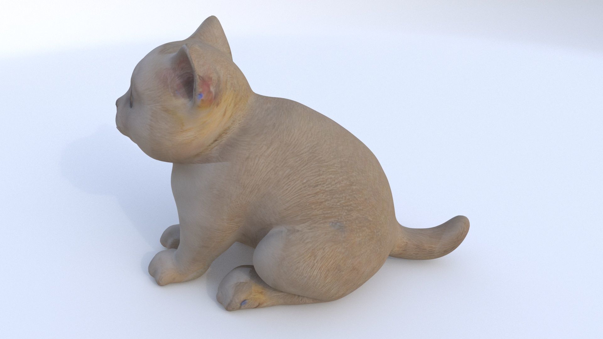 Scottish Fold seated 3D model_2