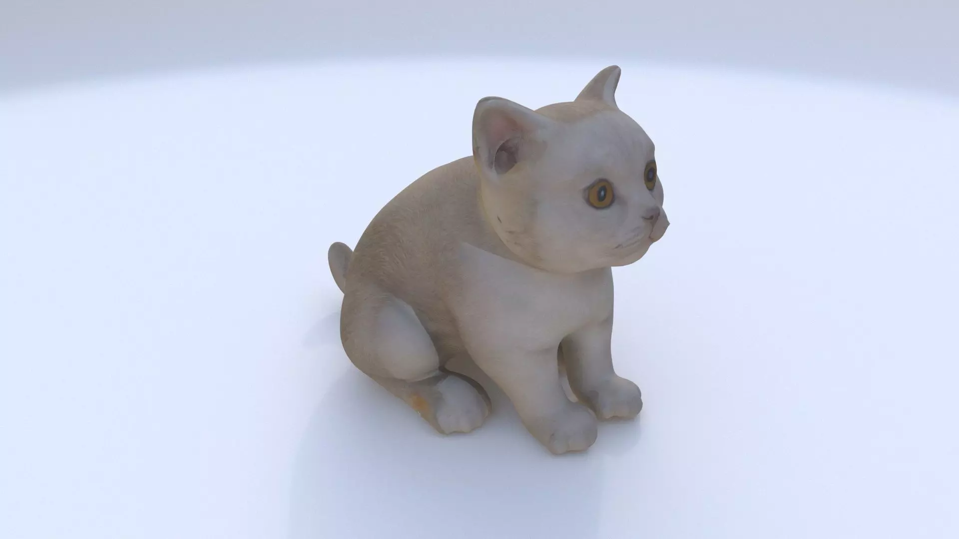 Scottish Fold seated 3D model_0