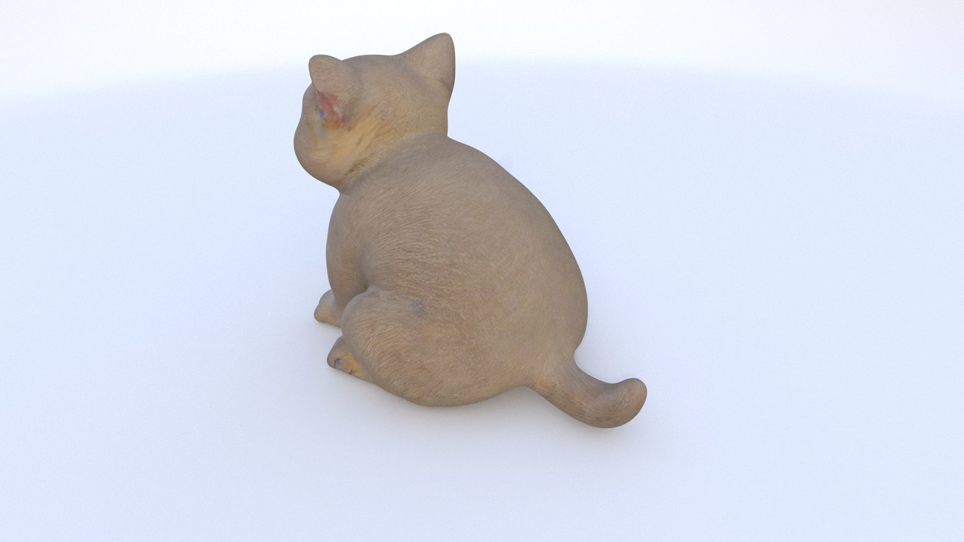 Scottish Fold seated 3D model_3