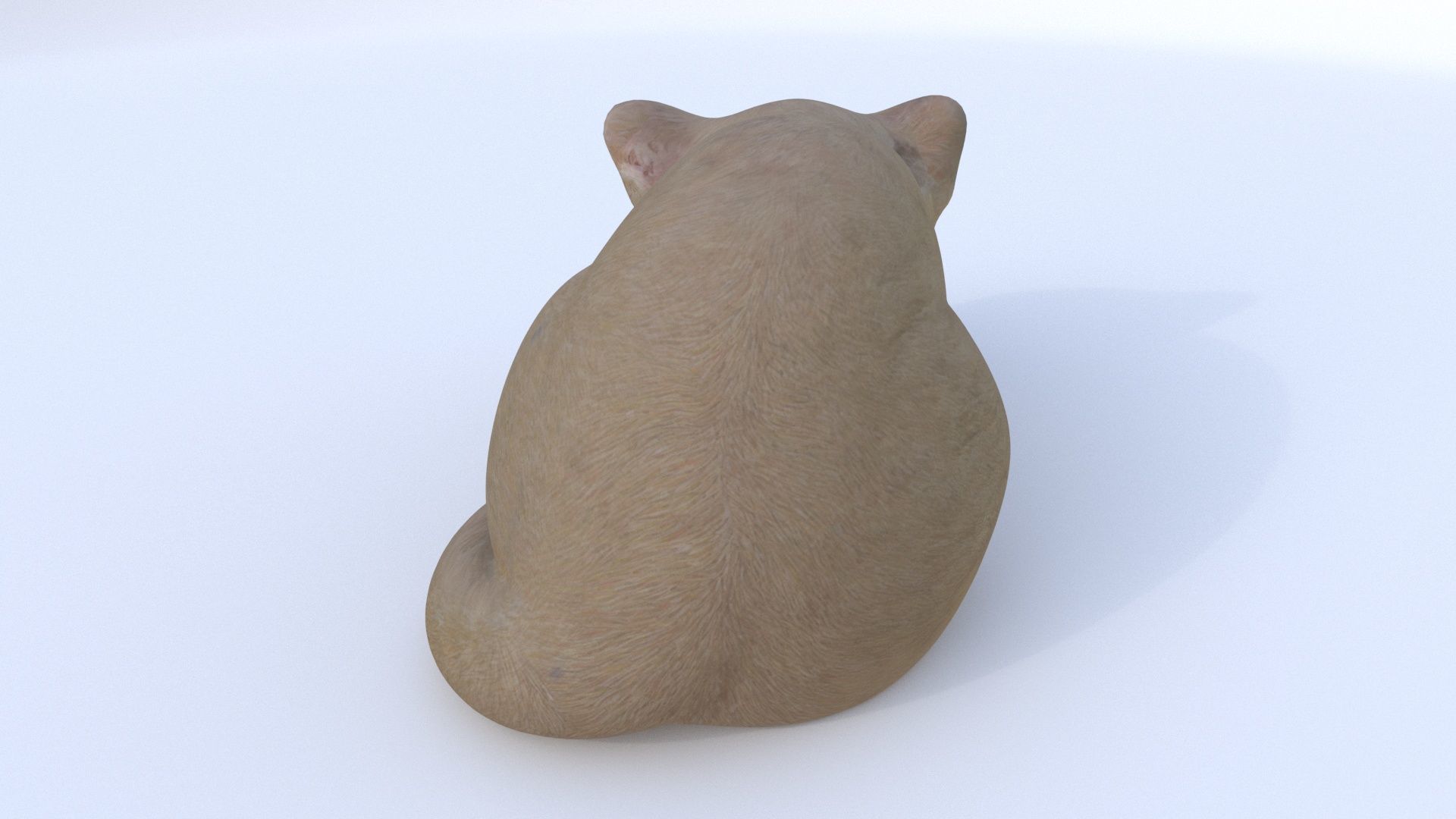 Scottish Fold sleeping 3D model_4