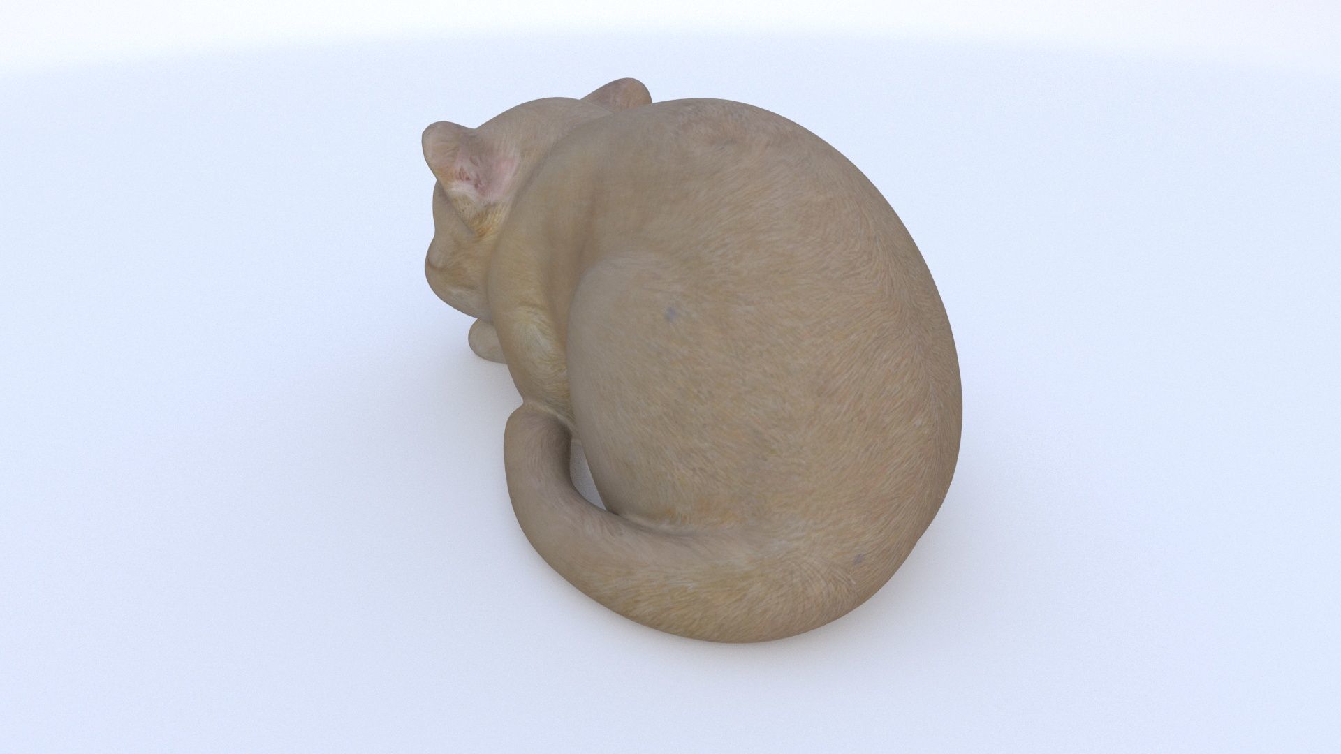 Scottish Fold sleeping 3D model_3