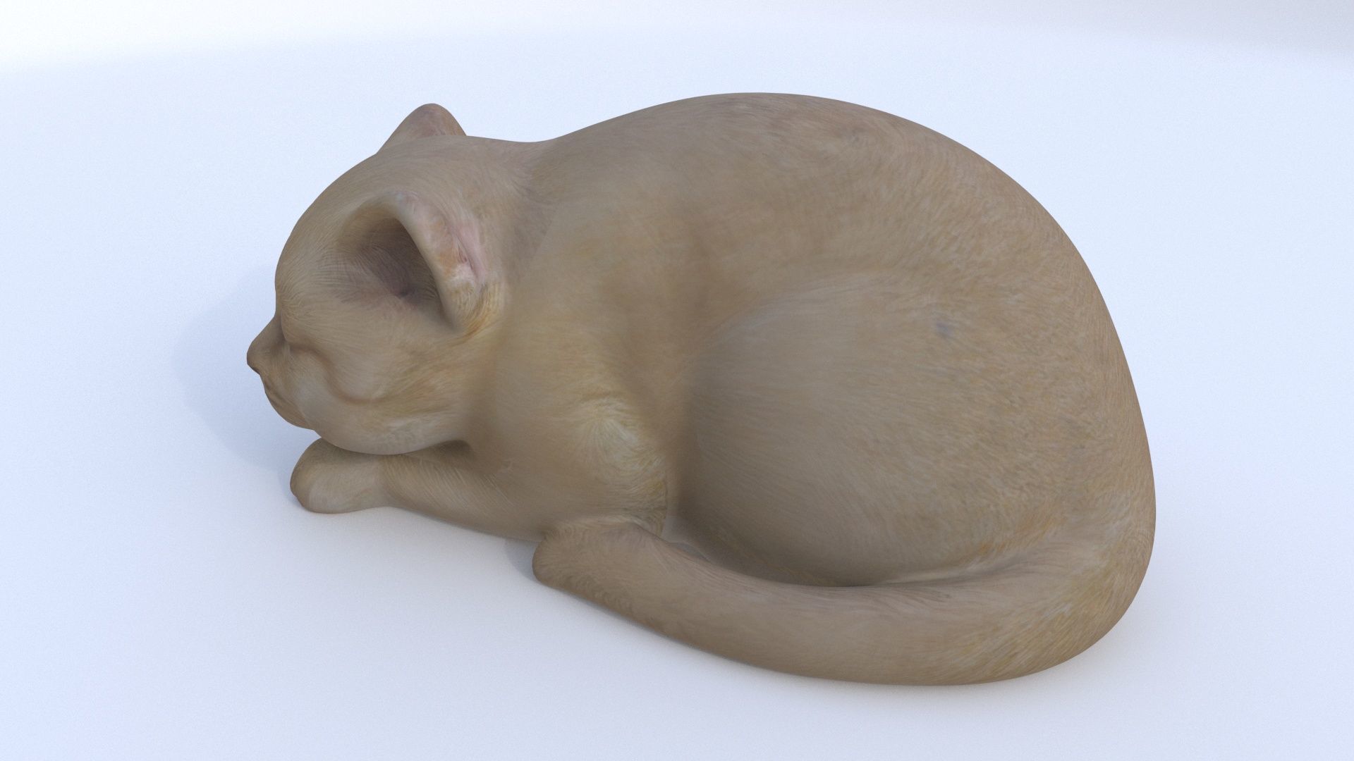 Scottish Fold sleeping 3D model_2