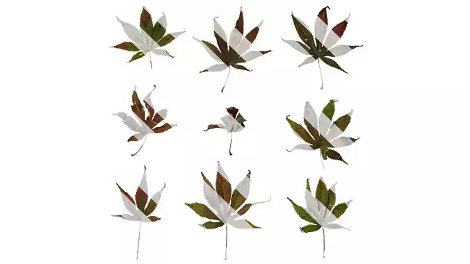 Anydrafts Acer palmatum Leaf 11