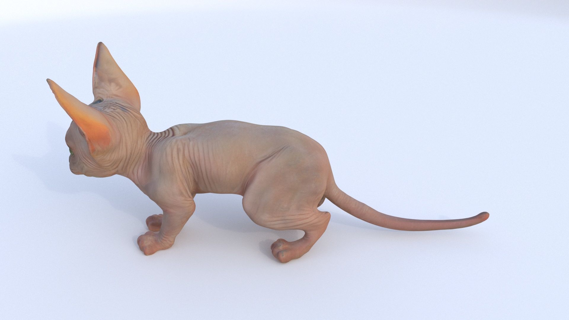 Sphynx 3D model_2