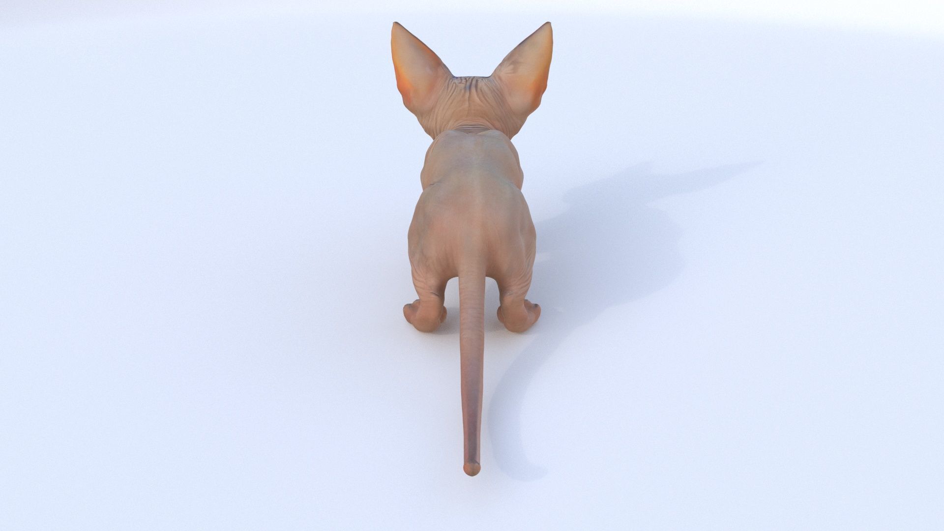 Sphynx 3D model_4